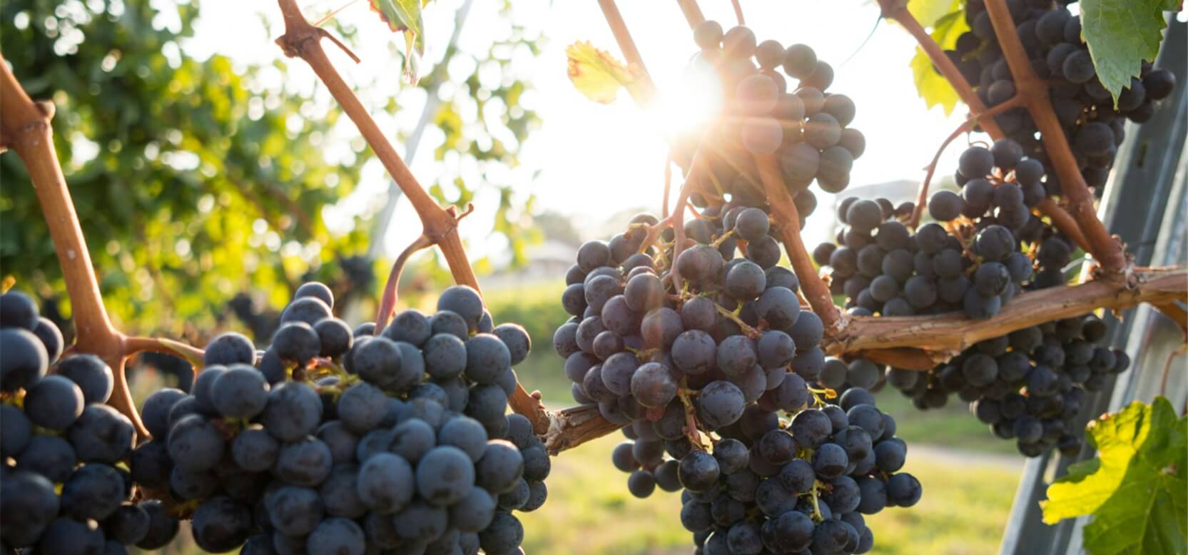 weinbauer_1